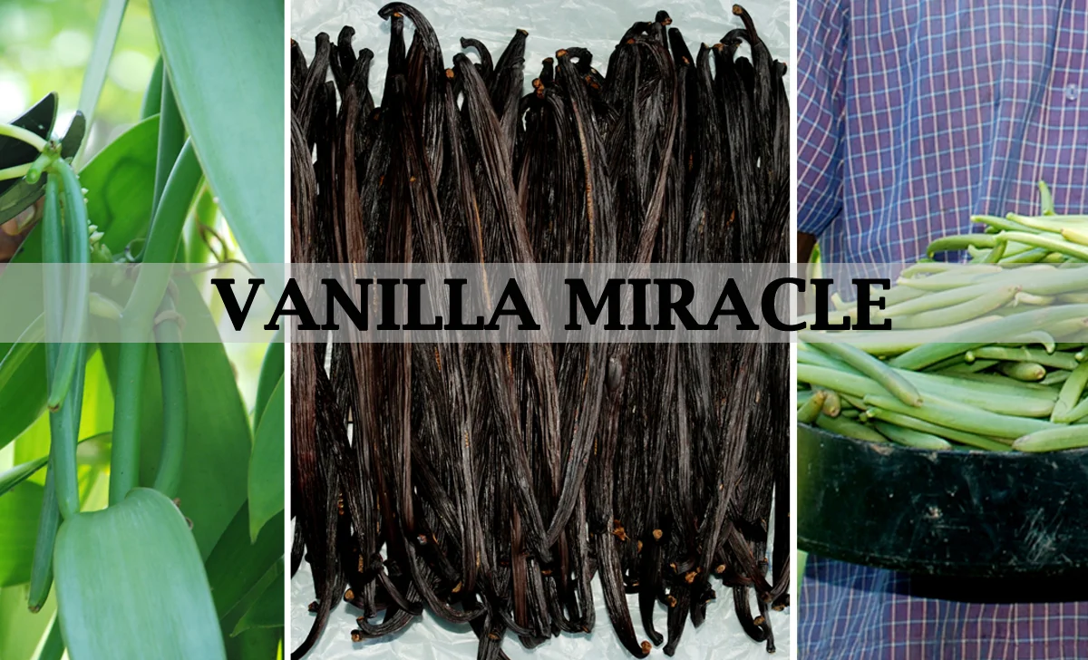 Buy Vanilla Beans Bulk - Wholesale | Best Price From Vanilla Miracle